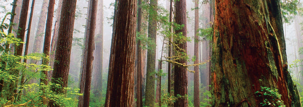 redwood trees in forest to make safest swing sets in the market