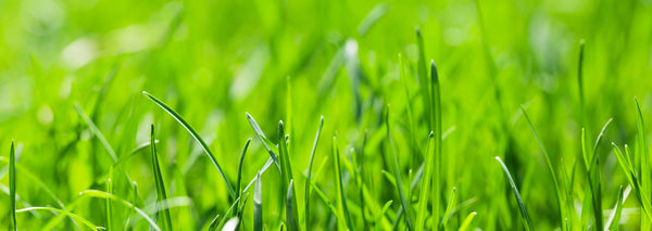 prep yard for playset backyard grass for wooden playset